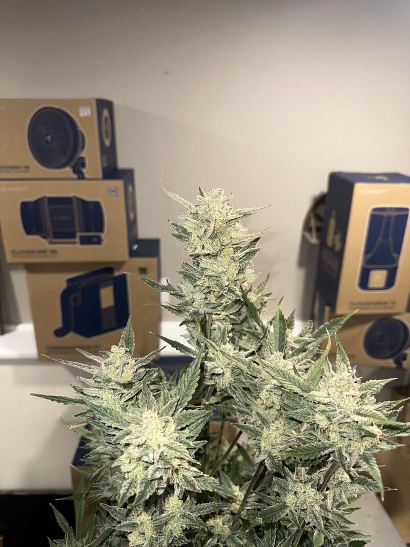 Voila Auto RBX5, Фасовка: 6, изображение 2